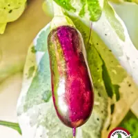 Jalapeno Tiger chili: purple striped pod among variegated leaves