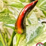Jalapeno Tiger chili: pod with red and dark stripes ripening on the plant