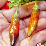Jalapeno Tiger chili: two ripening pods held in hand