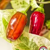 Jalapeno Tiger chili: orange and red pods on the plant