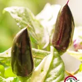 Jalapeno Tiger chili: two dark purple unripe pods