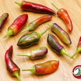 Jalapeno Tiger chili: striped pods in purple, green, orange and red on a wooden board