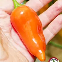 Jamy: ripe orange pod held in hand