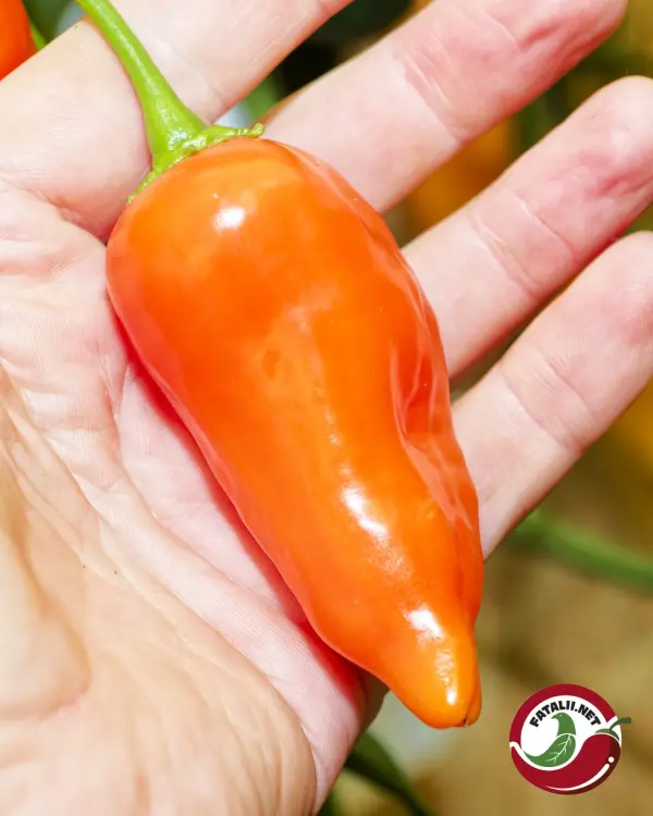 Jamy: ripe orange pod held in hand