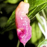Pink Tiger