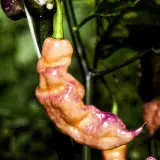 Pink Tiger