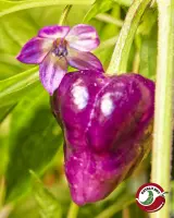 Purple UFO: purple pod and purple flower