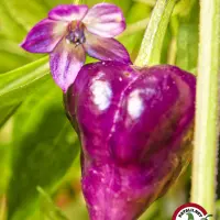 Purple UFO: purple pod and purple flower