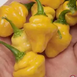 Trinidad Perfume chili: yellow pods held in hand