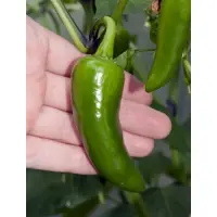 Jalapeno, Summer Heat