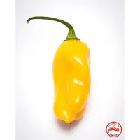 Scotch Bonnet, Burkina Yellow