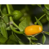 Short Yellow Tabasco