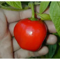 Rocoto Rojo