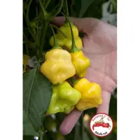 Aji Fantasy (Dehydrated Chili) – 200g