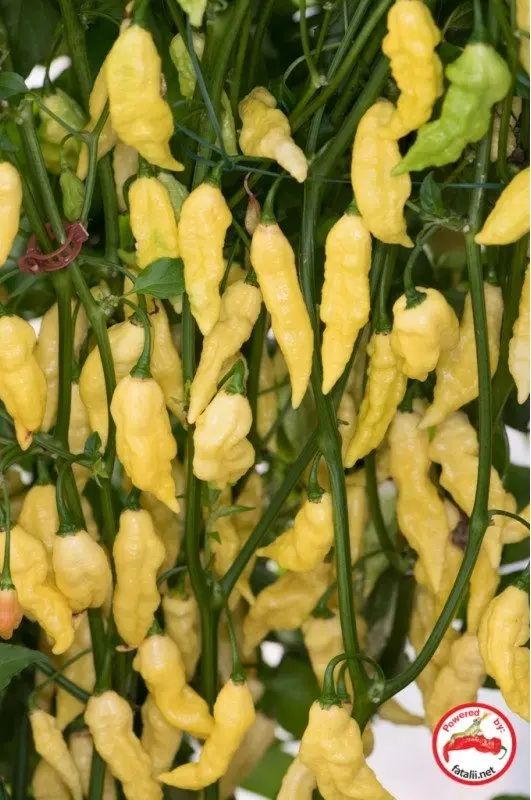 Bhut Jolokia, White