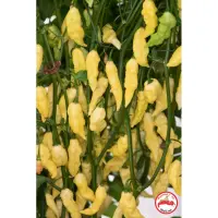 Bhut Jolokia, White