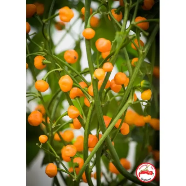 Capezzoli di Scimmia