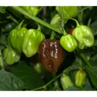 Habanero, Large Brown