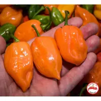 Habanero Orange (Dehydrated Chili)– 100g