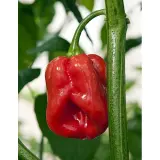 Chili Vault: SMOKED Habanero Master Blend - 10g Chili Flakes