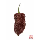 Chili Vault: Nagabrain Chocolate - 10g Chili Flakes