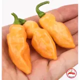 Pimenta Sparanise