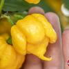 Carolina Reaper, Yellow