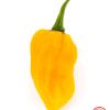 Hainan Yellow Lantern