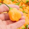 Aji Mango