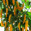 Aji Habanero