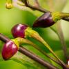 Bico Roxa