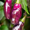 Pimenta da Neyde chili: glossy purple pods on the plant