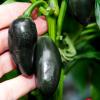 Jalapeno, Black Magic&nbsp;