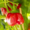 Scotch Bonnet Safi