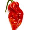 Gasoline chili: single wrinkled red pod on white background