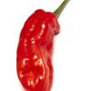 Aji Norteno