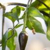 Wild Purple Guatemala