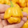 Moruga, Yellow&nbsp;