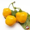 Rocoto, Sukanya White Flower
