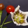 Capsicum flexuosum Monteiro Lobato 