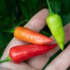 Aji Benito