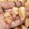 Ganzo Peach F8