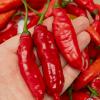 Cumari Colorado Red F7