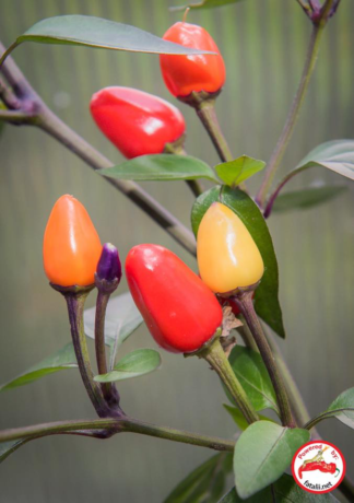 Bolivian Rainbow – Fatalii Seeds