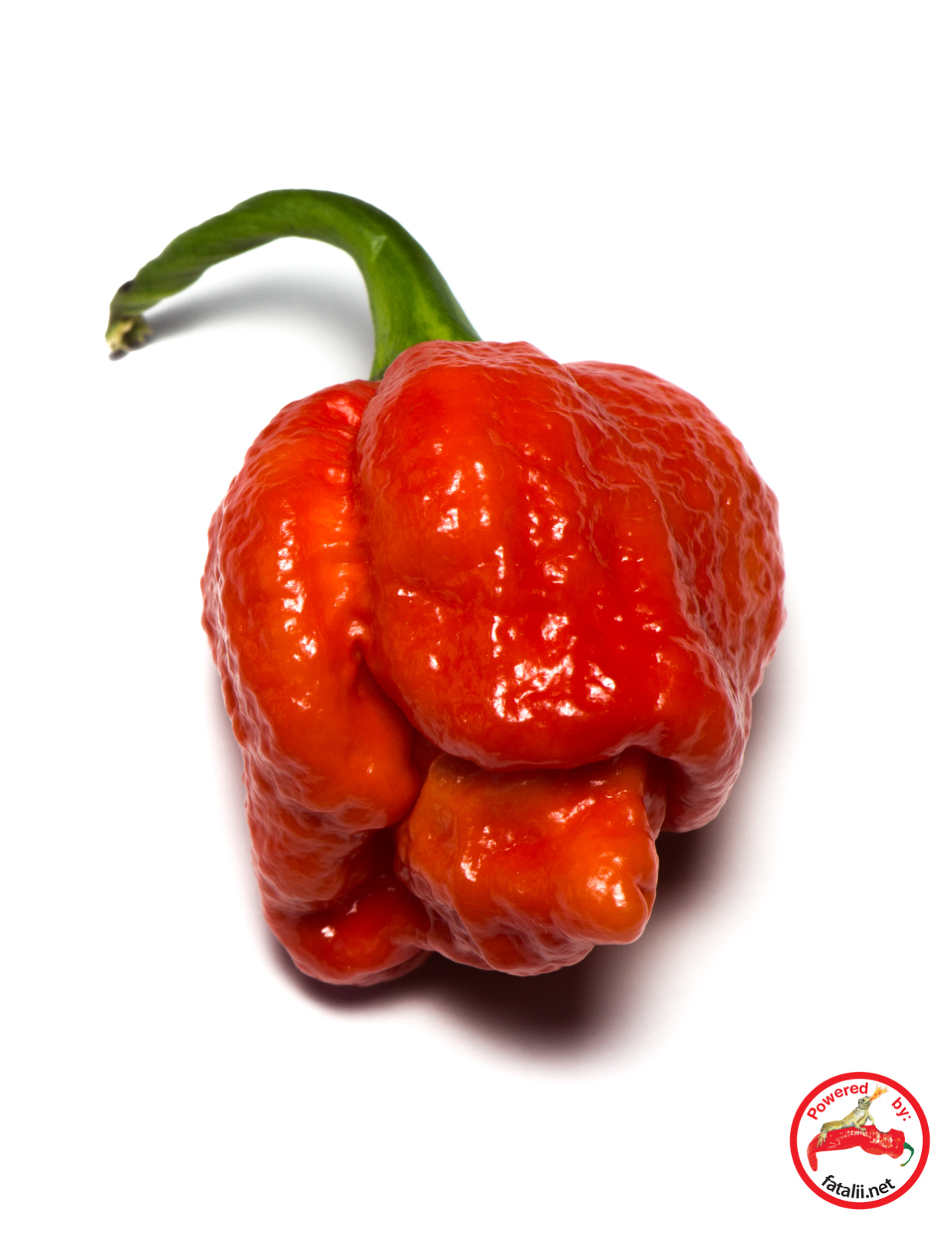 Scorpion Pepper Seeds 50 Seeds To Grow Scorpion Plants High Germination Rate 