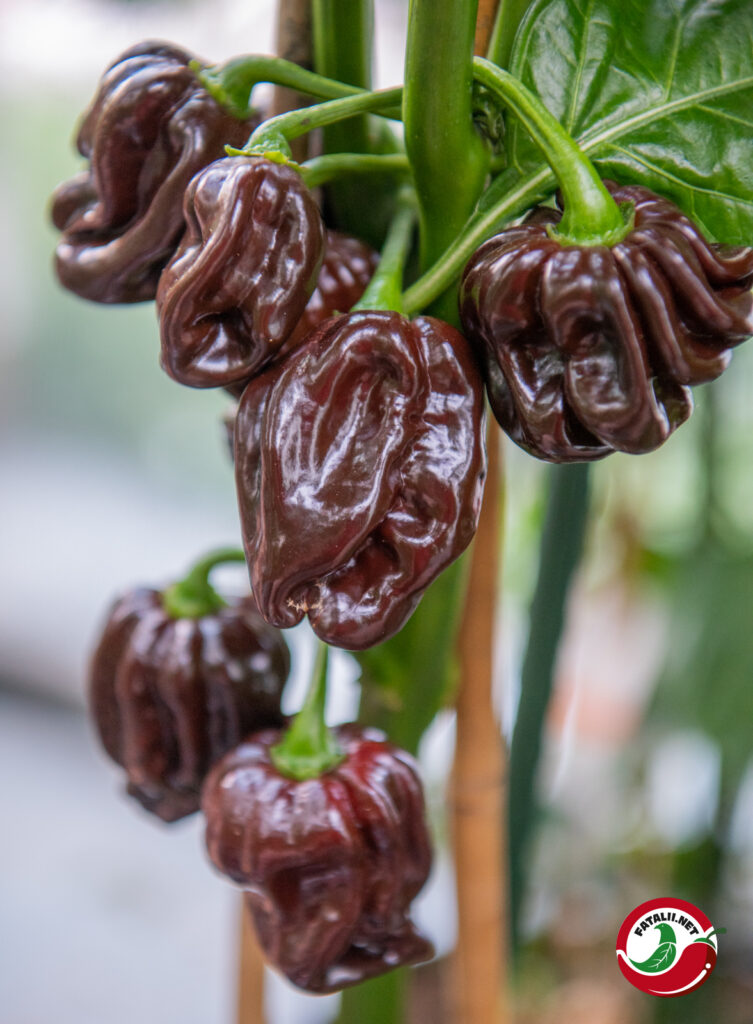Chocolate Scotch Fatalii Seeds