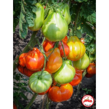 Dingy Gendanne pensionist TOMATO: Buffalo's Heart – Fatalii Seeds
