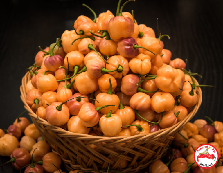 Gallery » Fatalii Seeds