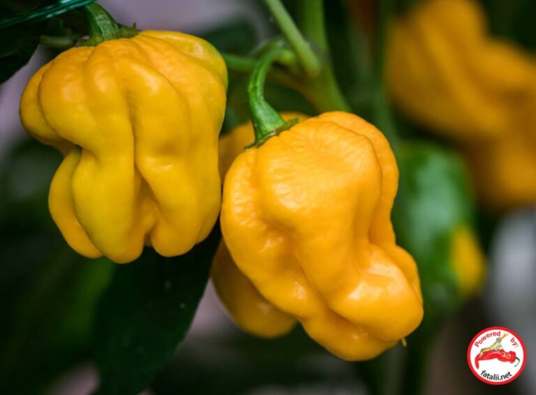 Hainan Yellow Lantern Fatalii Seeds