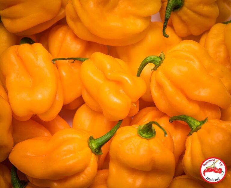 Hainan Yellow Lantern Fatalii Seeds